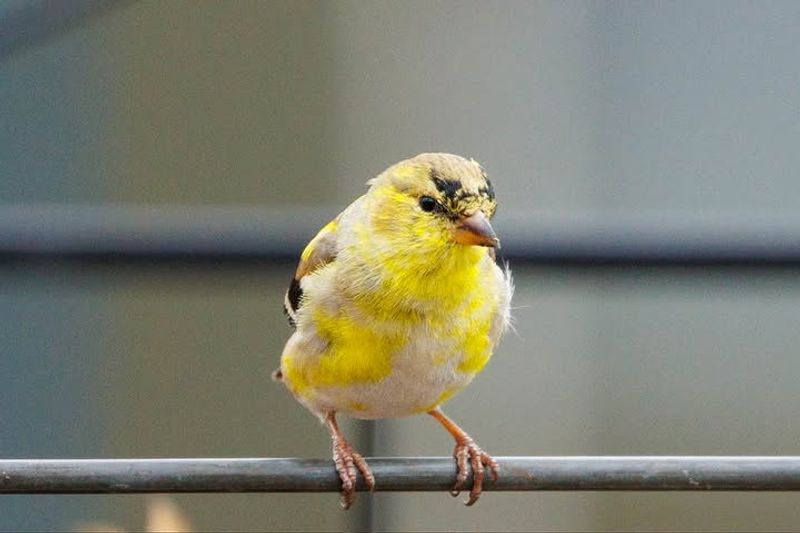 Late Nesting Makes Goldfinches Feel Like A True Summer Bird