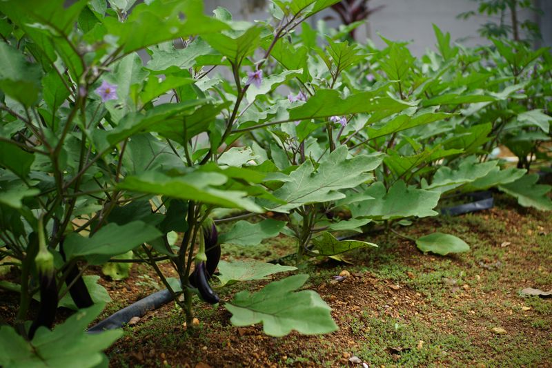 Late Planting Leaving Plants Underdeveloped At Peak Heat Late Planting Leaving Plants Underdeveloped At Peak Heat