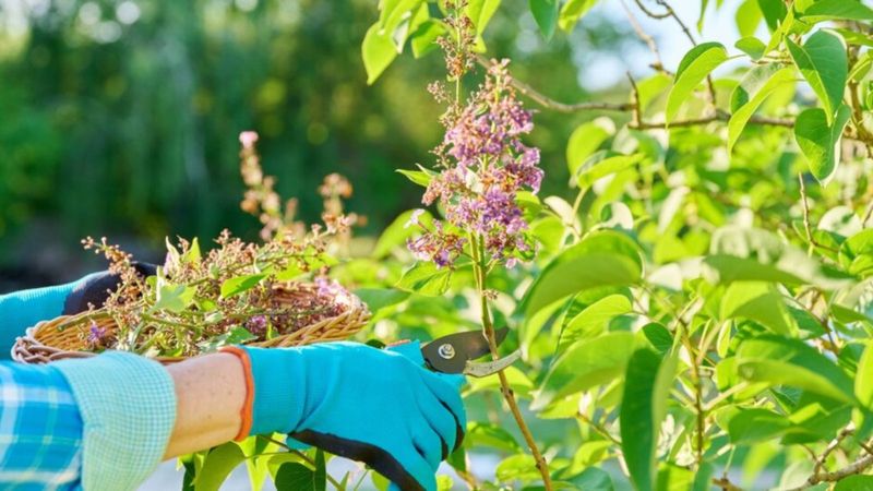 Late Pruning Can Remove Next Year's Buds