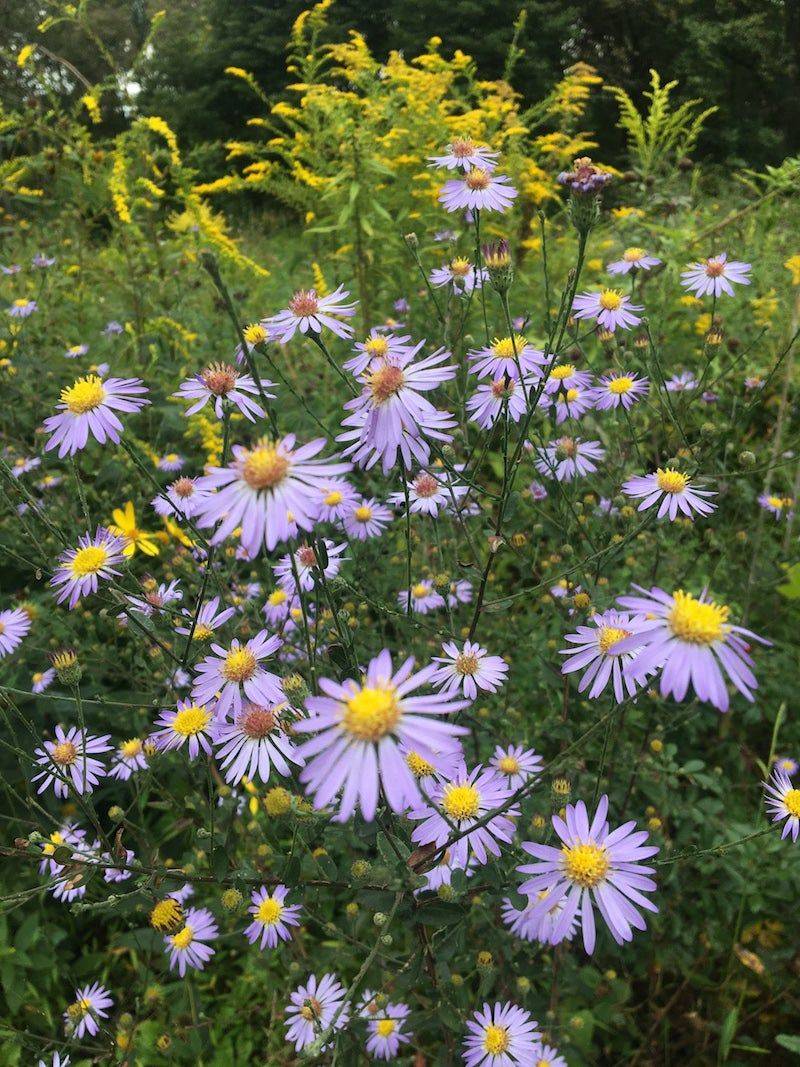 Late Purple Aster Keeps A Tidier Shape