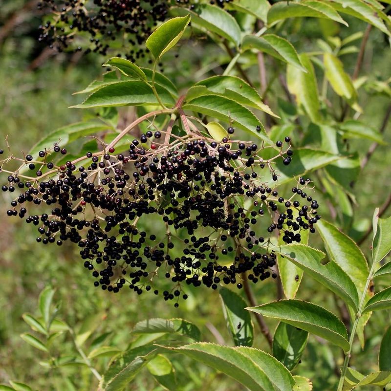 Late Summer Berries Make This Shrub A Backyard Magnet