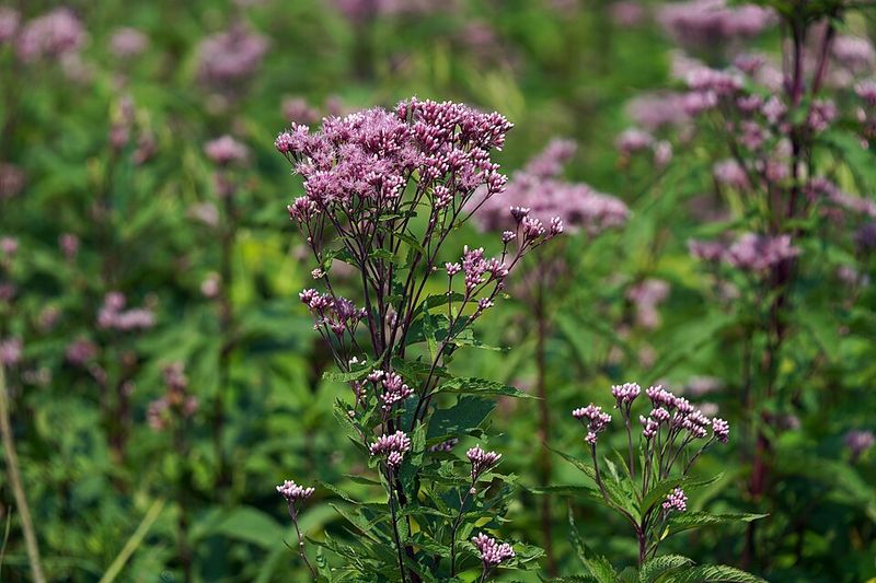 Late Summer Flowers Change Everything Late Summer Flowers Change Everything