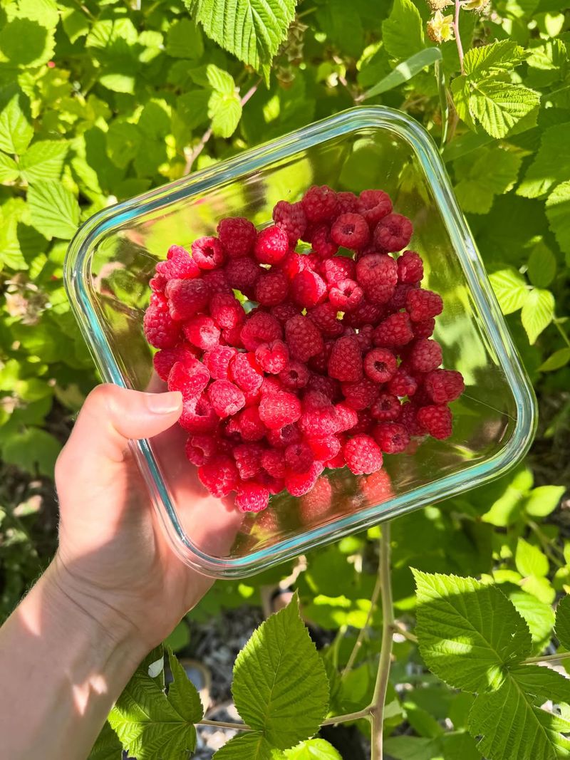 Late Summer Keeps Fall Raspberries Coming