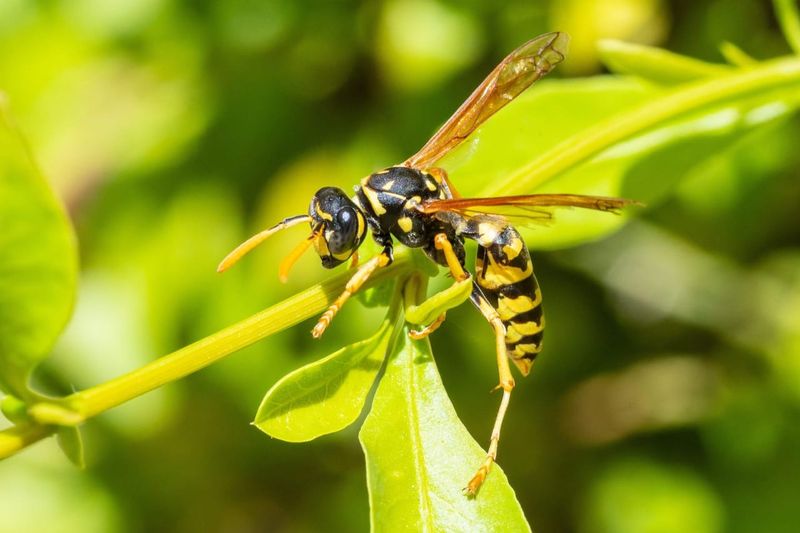 Late Summer Or Fall Activity May Be Increasing