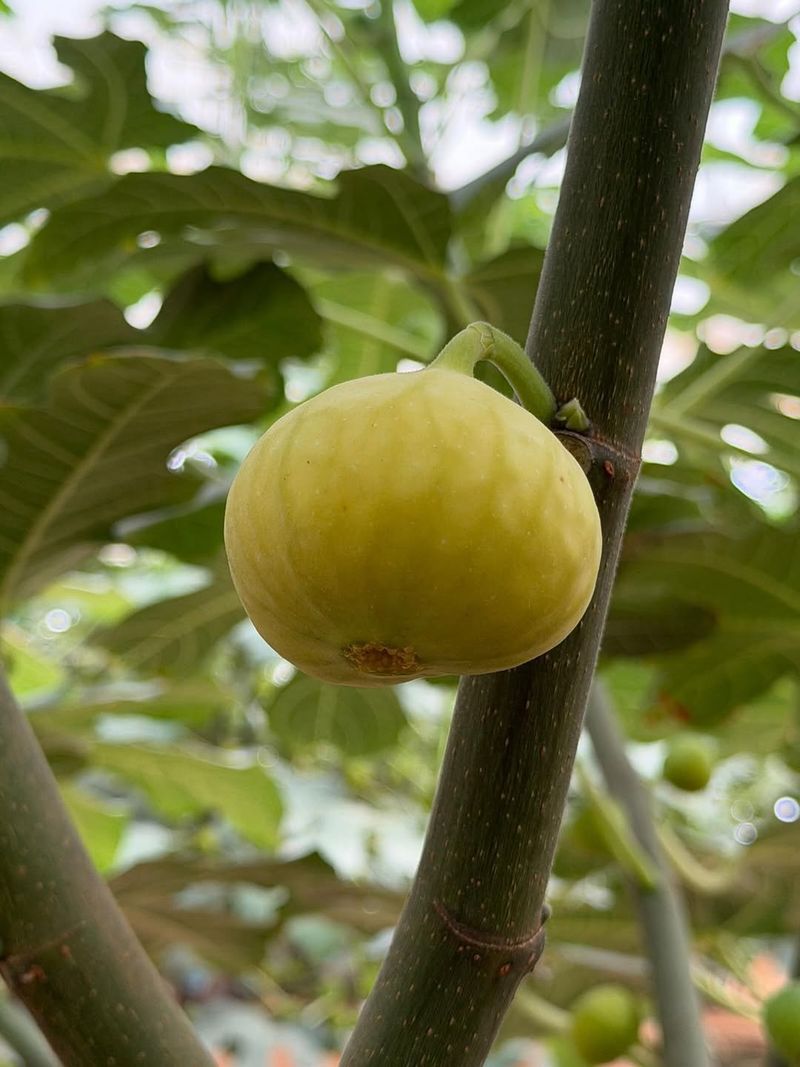Lattarula Ripens Reliably In The Northwest