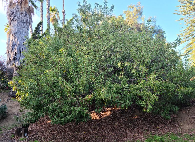 Laurel Sumac Creates Fast Privacy In Southern California Yards