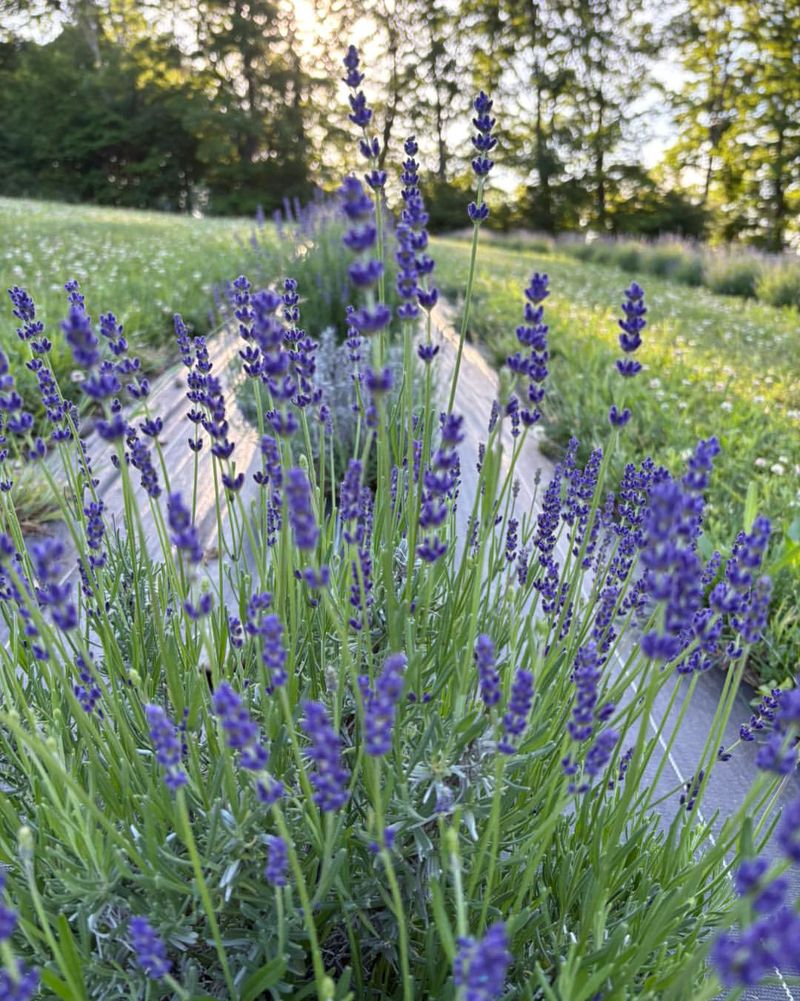 Lavender Lavender