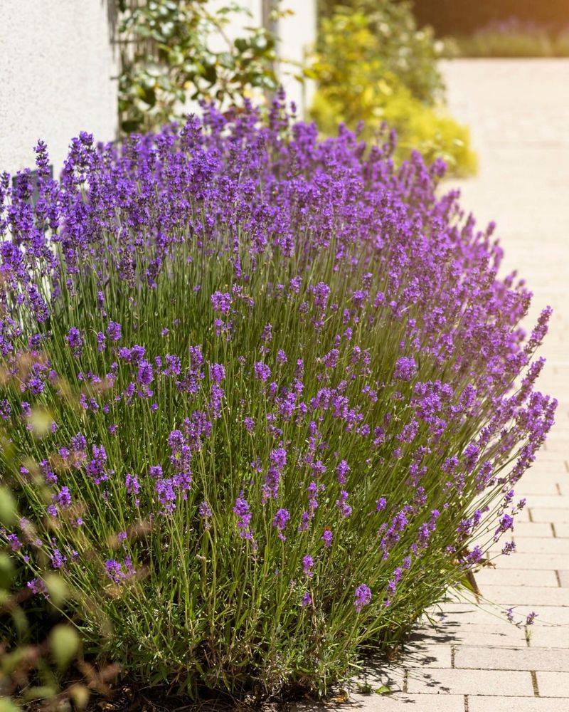 Lavender 