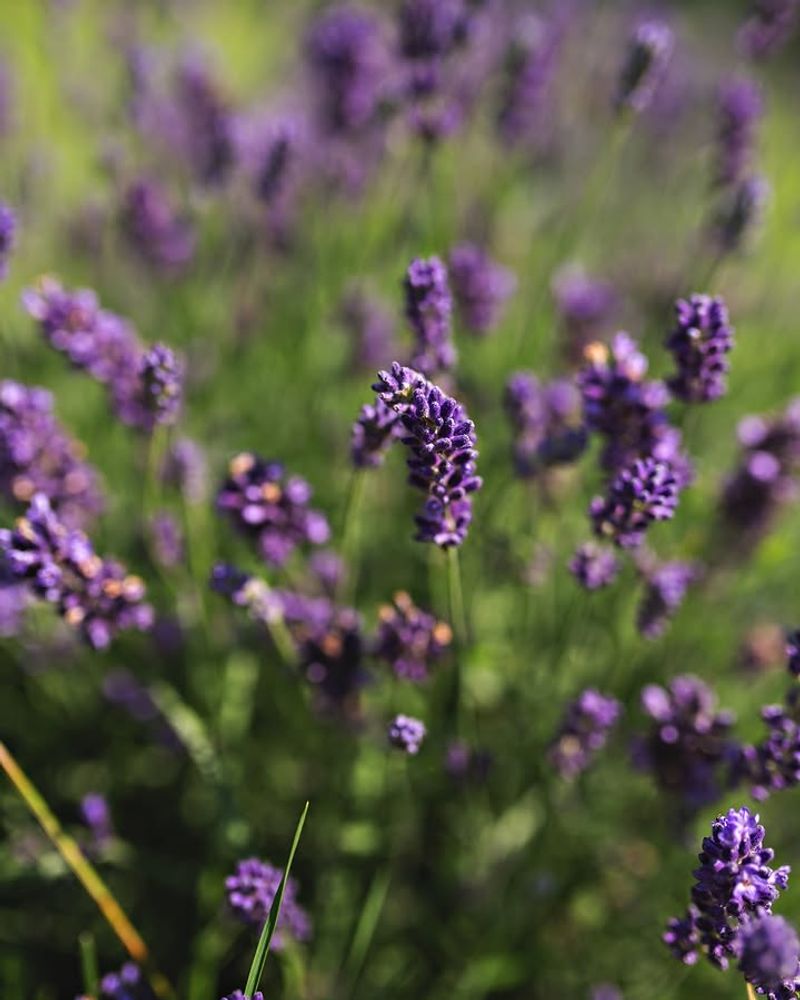 Lavender Lavender