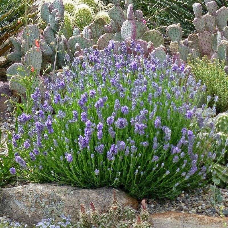 Lavender Lavender
