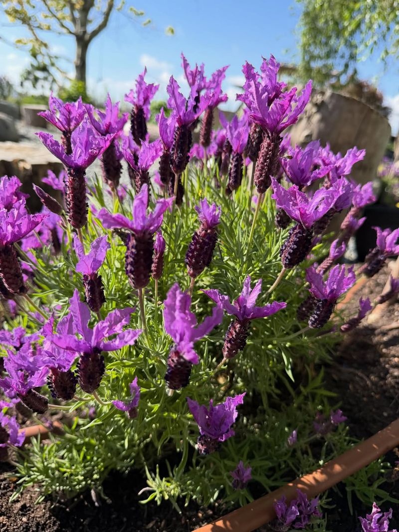 Lavender Adds Color And A Strong Scent