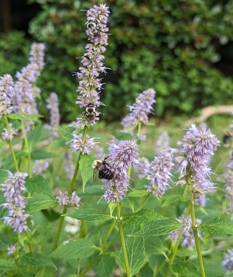 Lavender And Hyssop Attract Pollinators All Season