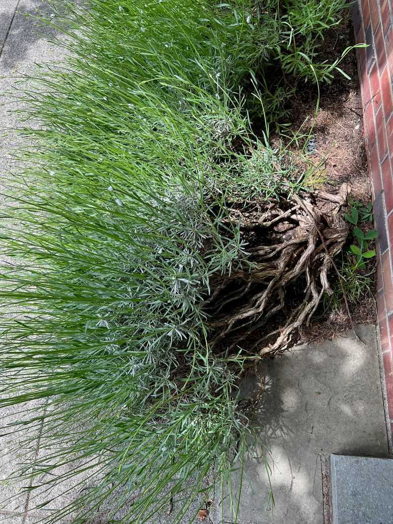 Lavender Can Turn Leggy And Woody Beside Patios