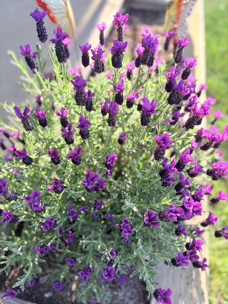 Lavender Can Turn Leggy With Too Much Fertilizer
