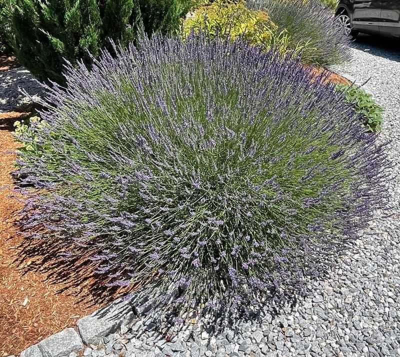 Lavender Handles Dry Oregon Summers Beautifully