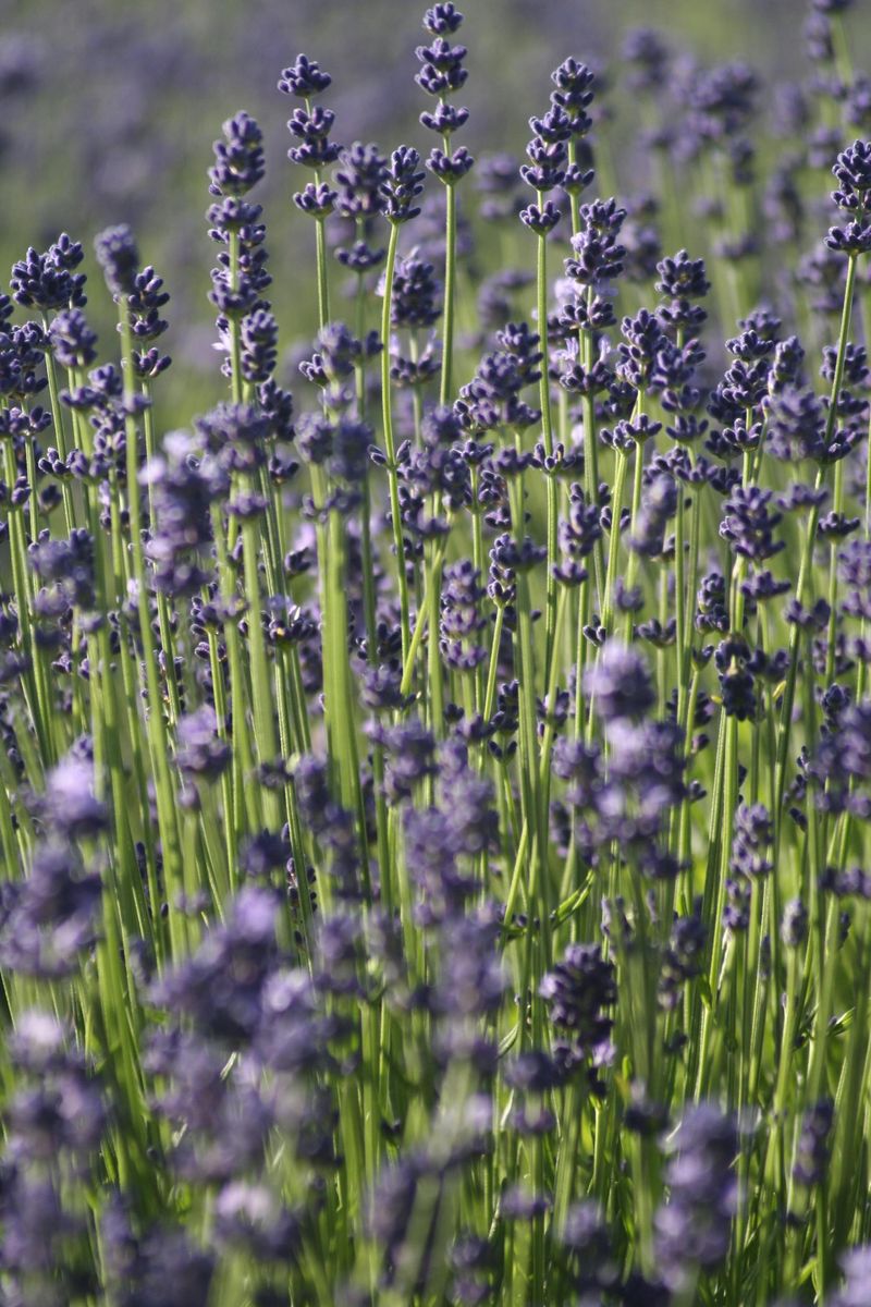 Lavender Is The Last Thing Rabbits Want To Smell