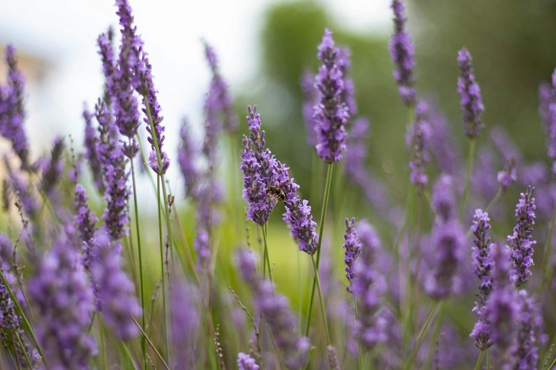 Lavender Is The Purple Powerhouse Mosquitoes Can't Stand