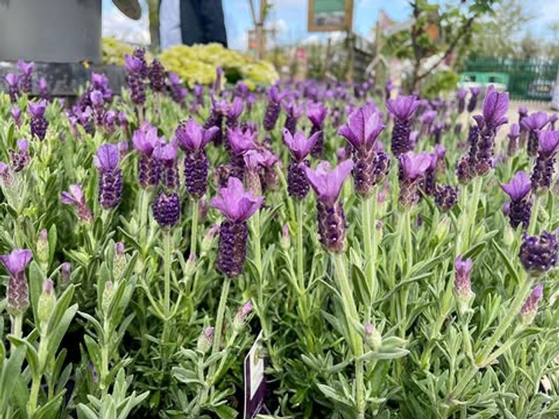 Lavender Lights Up Beds With Purple Spikes