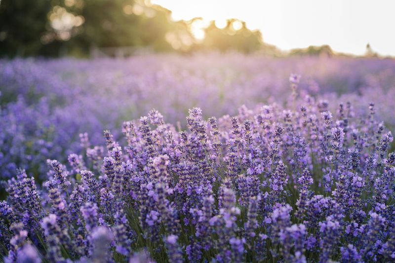 Lavender May Help Keep Deer And Rabbits Away Lavender May Help Keep Deer And Rabbits Away