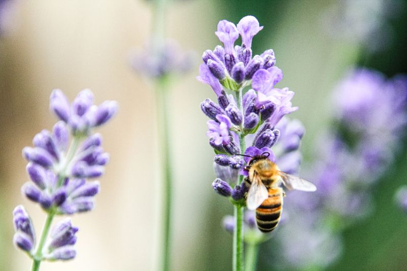 Lavender May Not Be Native But Bees Do Not Care