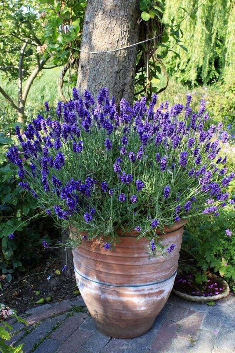 Lavender Needs Sharp Drainage To Handle Patio Heat Lavender Needs Sharp Drainage To Handle Patio Heat