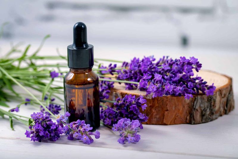 Lavender Oil (Lavandula Angustifolia)