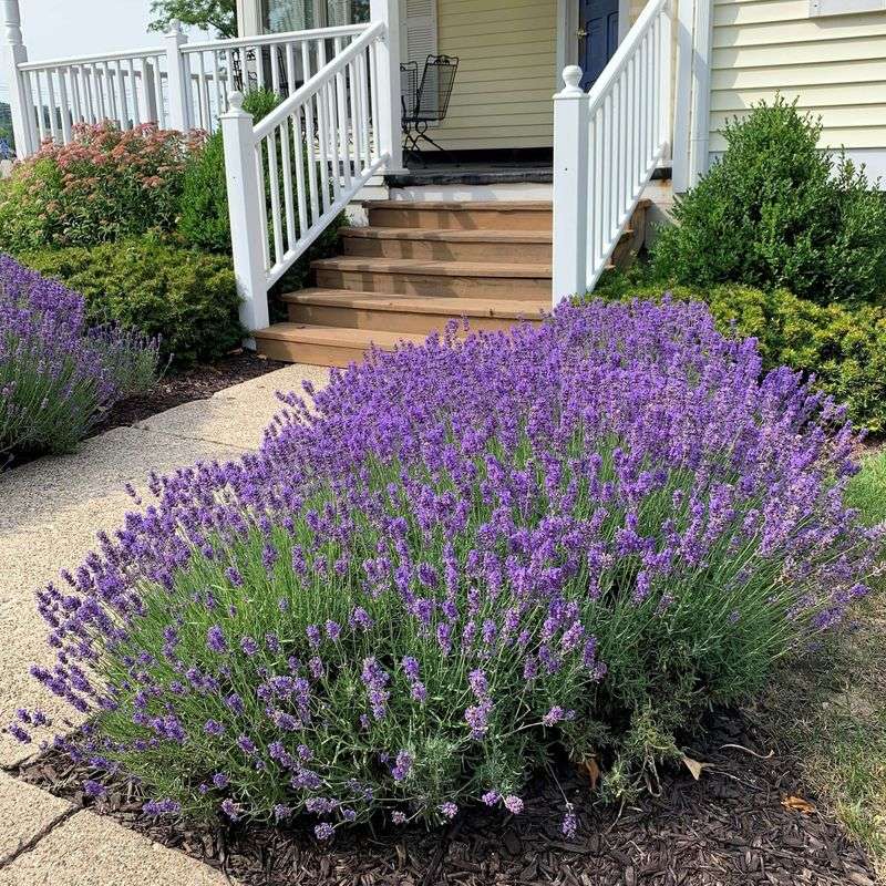 Lavender Scent Drifts Best From Hot, Sunny Spots