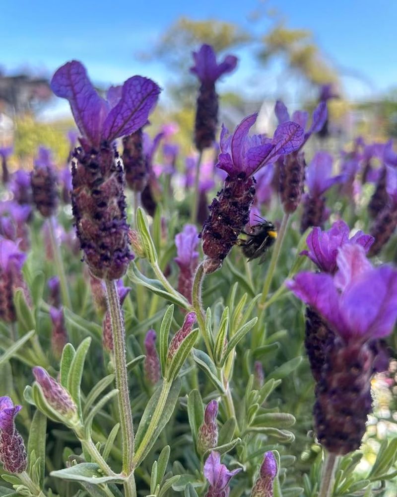 Lavender Wants Sun And Sharp Drainage
