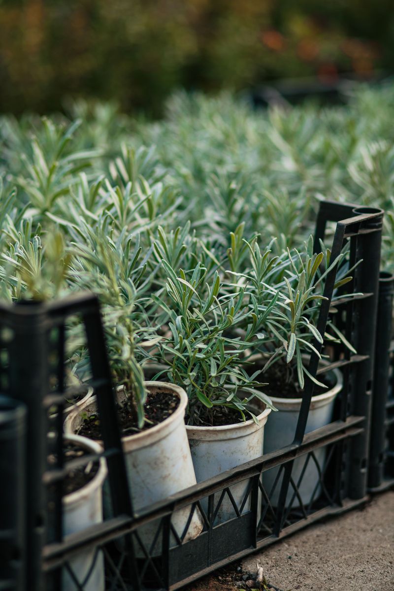 Lavender Works Best In Sunny Pots With Sharp Drainage Lavender Works Best In Sunny Pots With Sharp Drainage