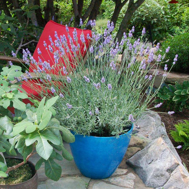 Lavender Works Best With Heat-Smart Placement