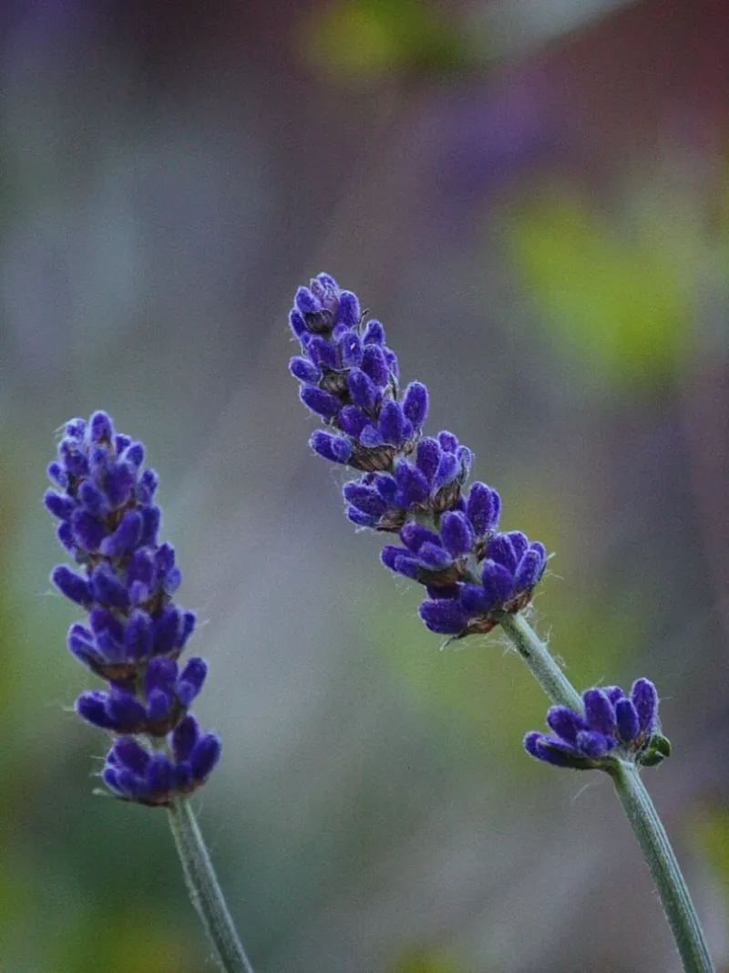 Lavender Lavender