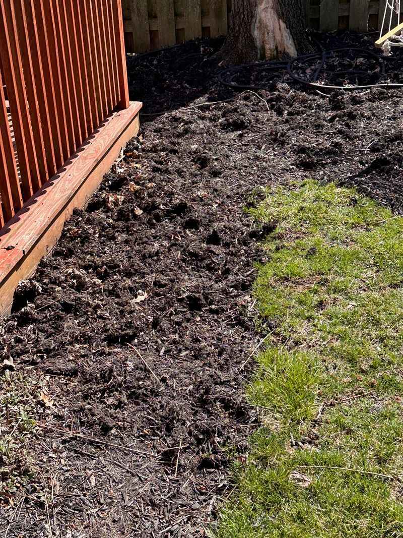 Lawn And Garden Damage Moles Leave Behind Lawn And Garden Damage Moles Leave Behind