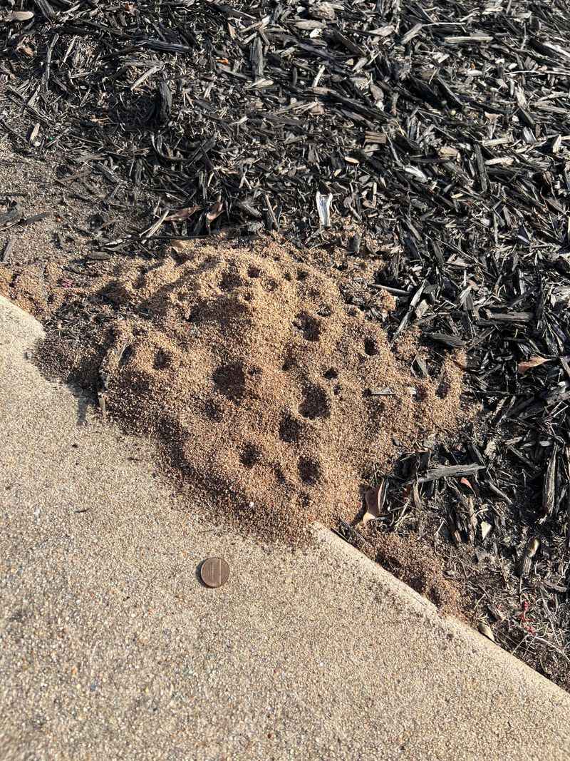 Lawn Conditions That Attract Ants In The First Place Lawn Conditions That Attract Ants In The First Place
