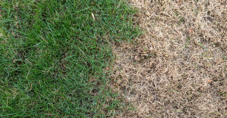 Lawn Disease Vs Drought Stress And The June Questions Every Illinois Homeowner Should Know