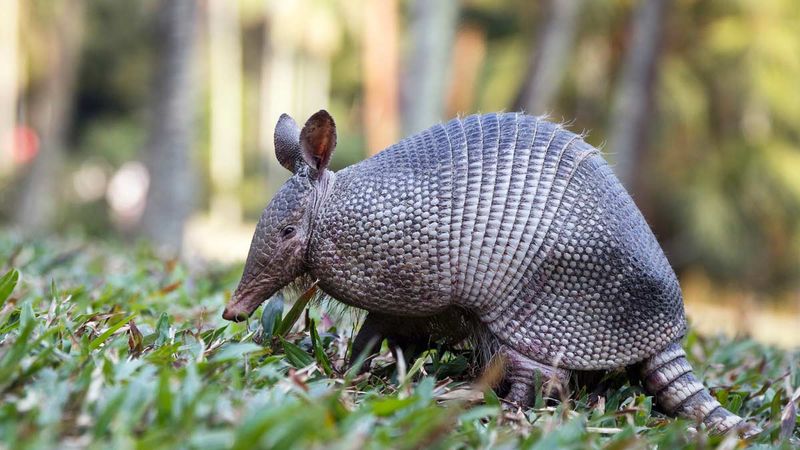 Lawn Edges Give Armadillos An Easy Feeding Line