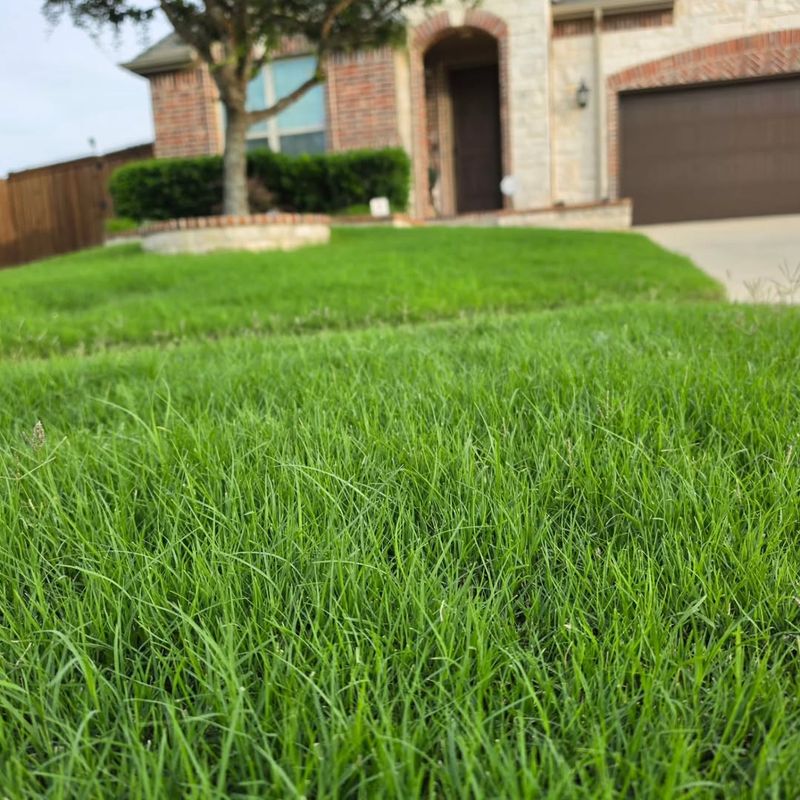 Lawn Grass Lawn Grass