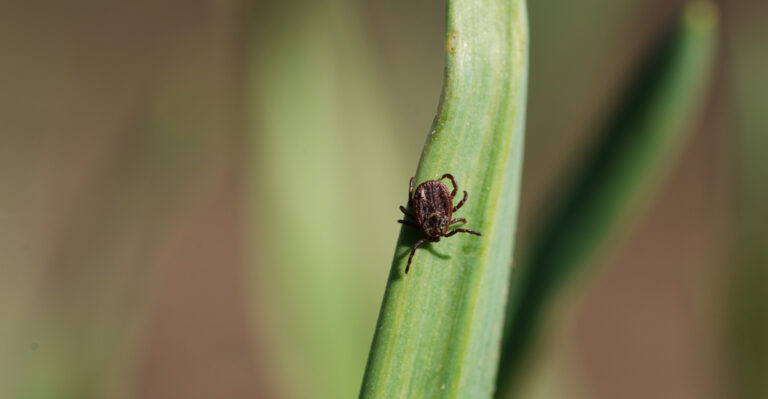 tick (featured image)