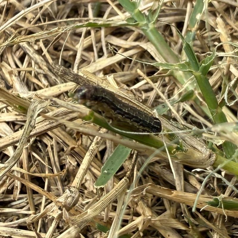 Lawn Pests Damage Healthy Turf