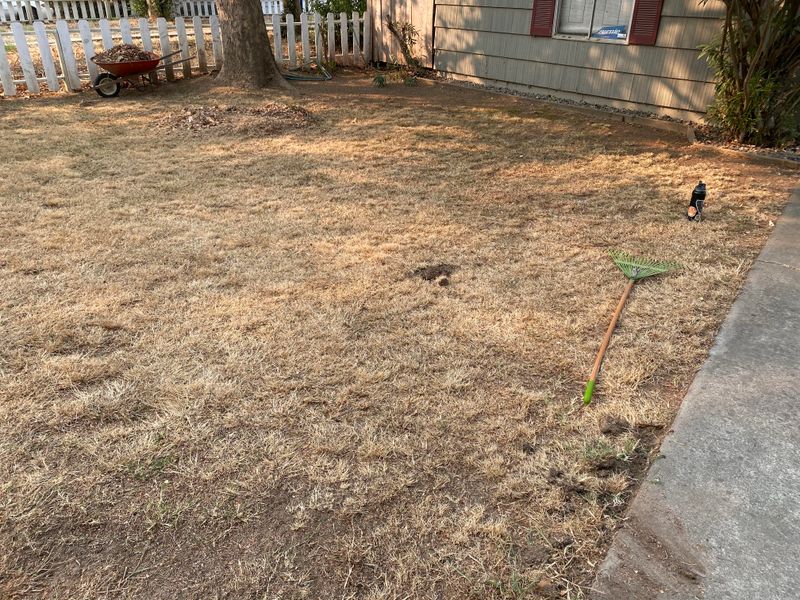 Lawn Recovery After A Long Dry Stretch