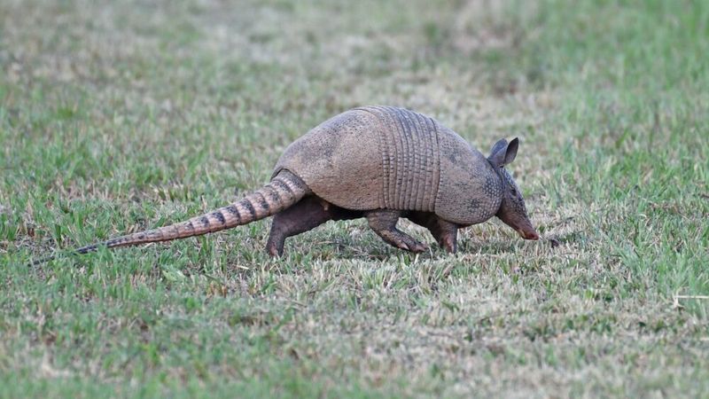 Lawns Hiding Grub Problems