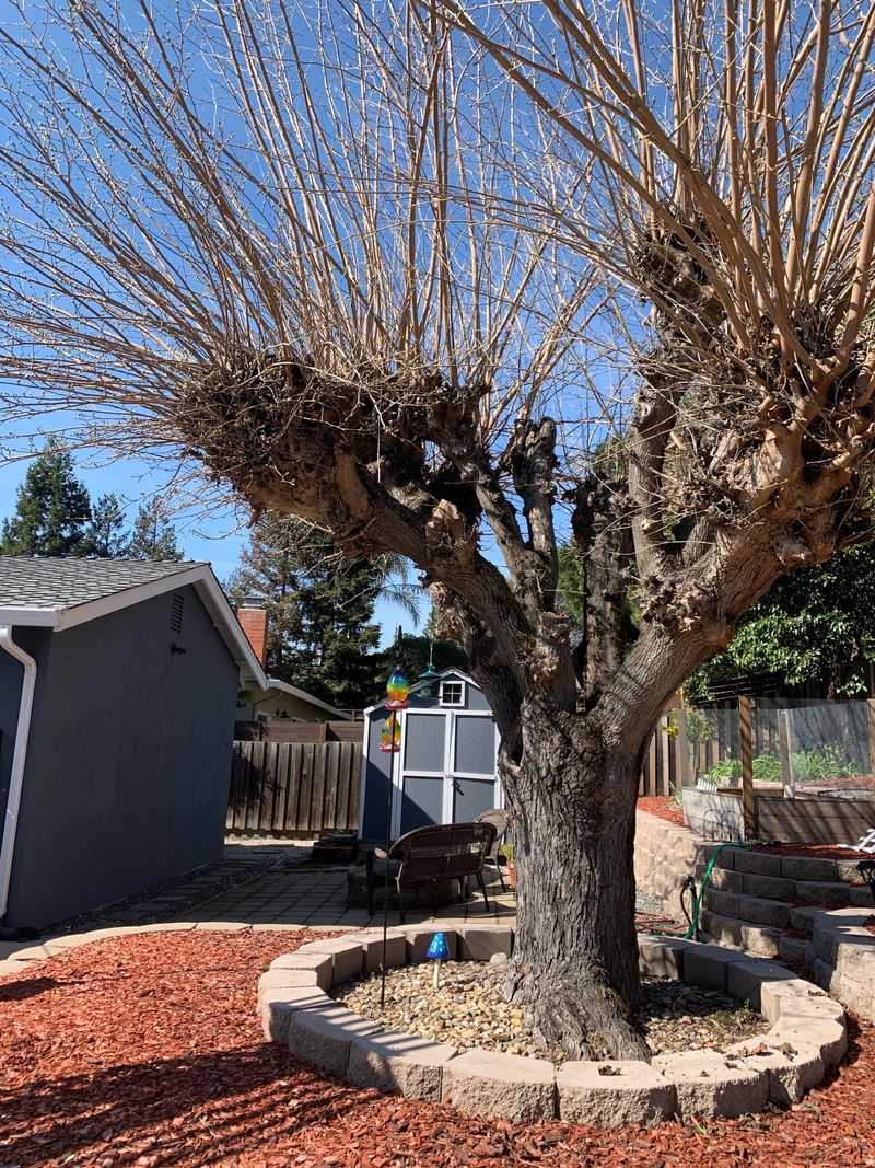 Layer Mulch Under Shade Trees To Keep Roots Cool