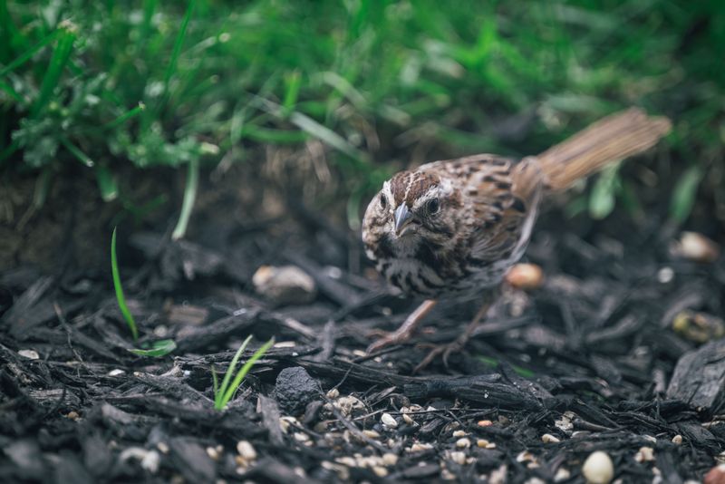 Layer Your Plants From Ground Level To Treetop