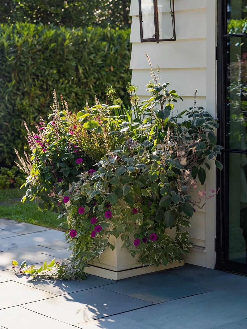 Layered Containers Add Depth To Patios And Entries
