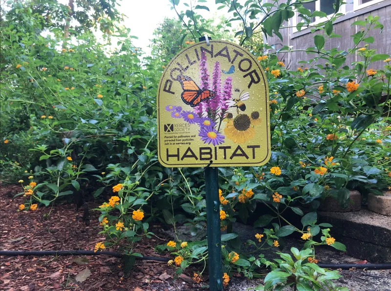 Layered Native Beds Are The 2026 Pollinator Move