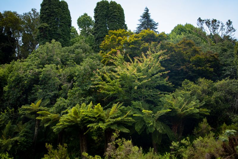 Layered Vegetation And Tree Canopy Are Well Established