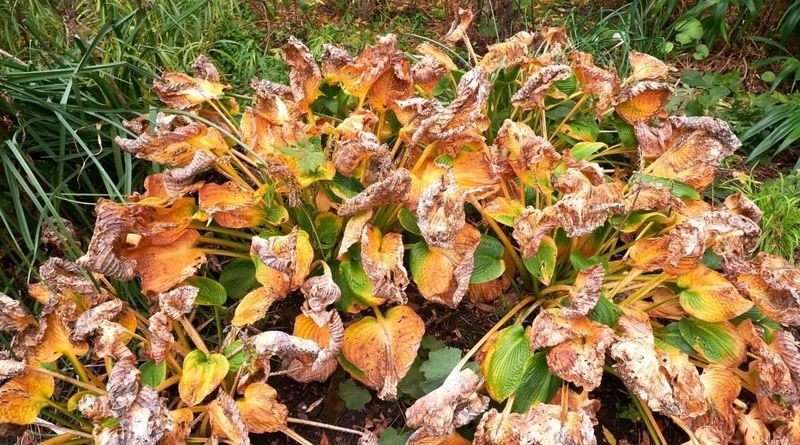 Leaf Collapse Or Browning