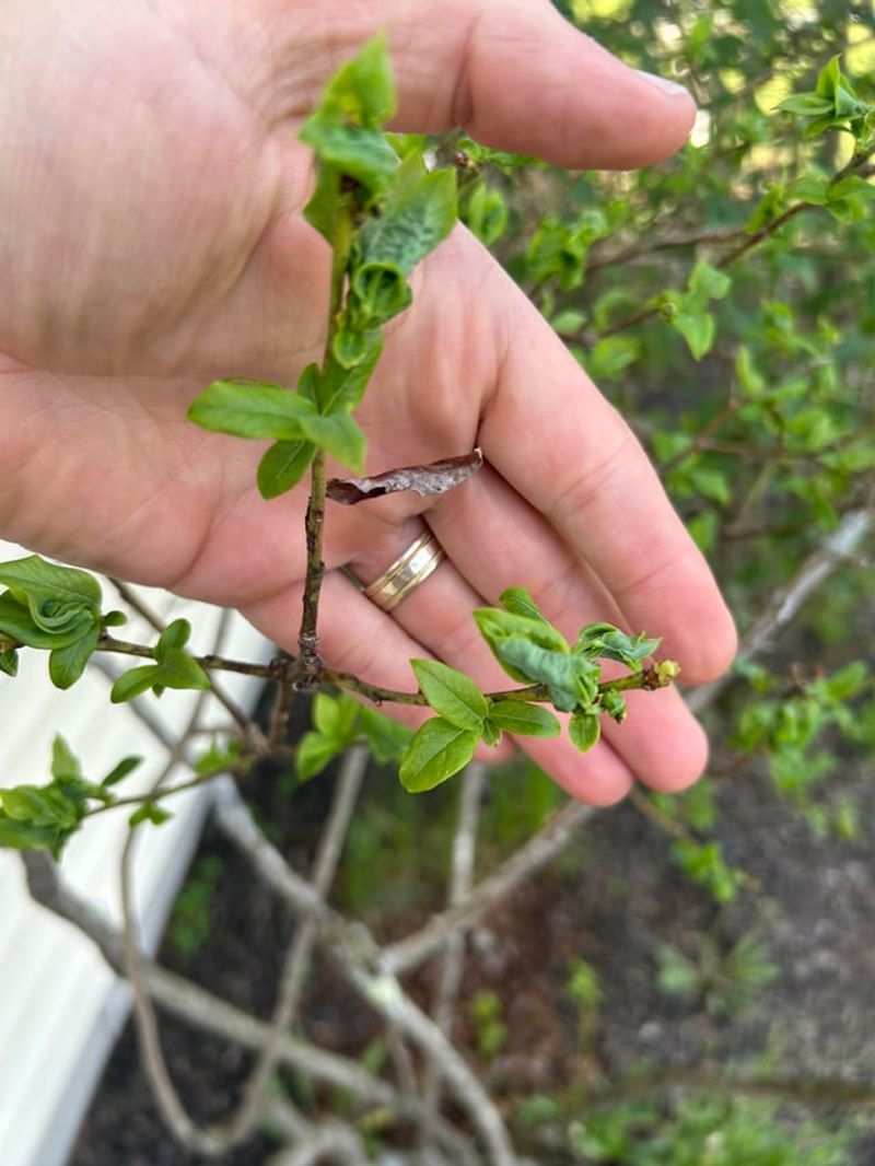 Leaf Curl And Marginal Browning Leaf Curl And Marginal Browning