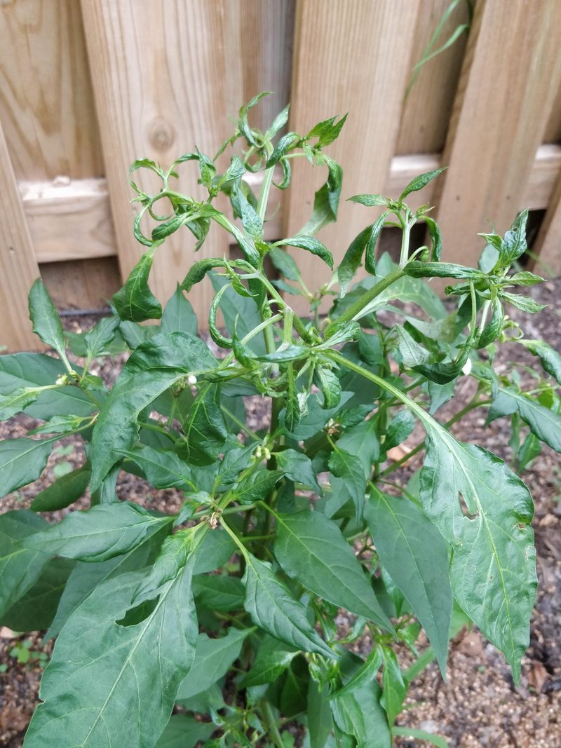 Leaf Curl Or Deformation