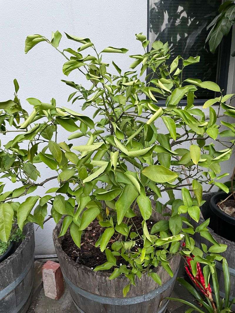 Leaf Curling Can Be A Response To Heat Stress