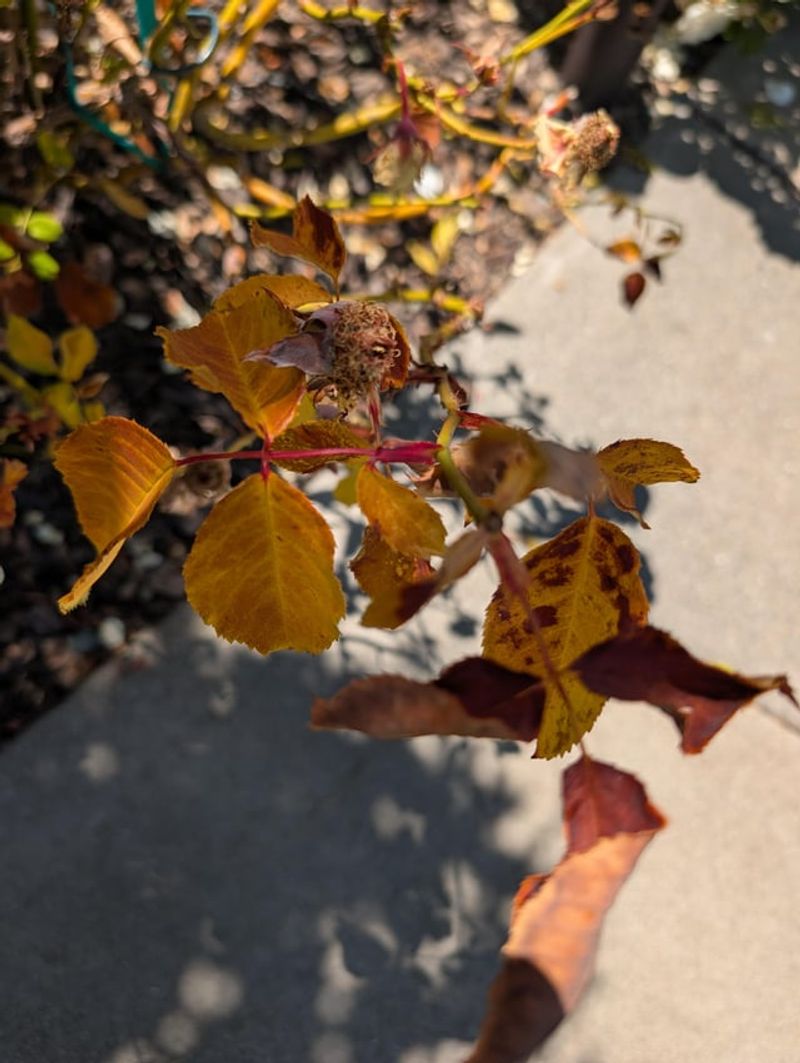 Leaf Drop Means The Roots Are Too Dry Leaf Drop Means The Roots Are Too Dry